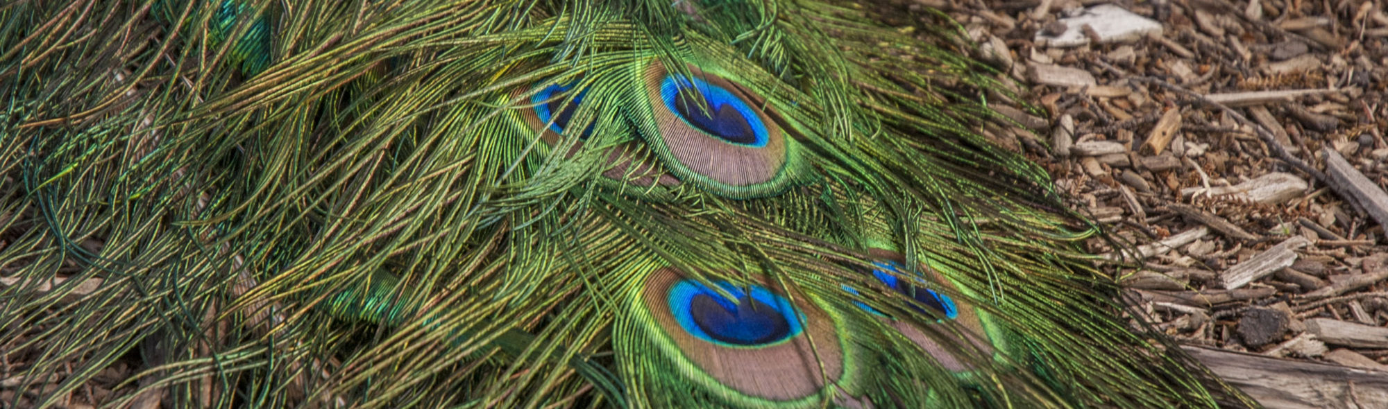 The Peacock Dreaming Blog