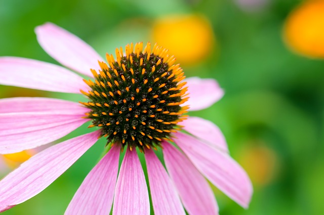 Is echinacea a one size fits all cold remedy