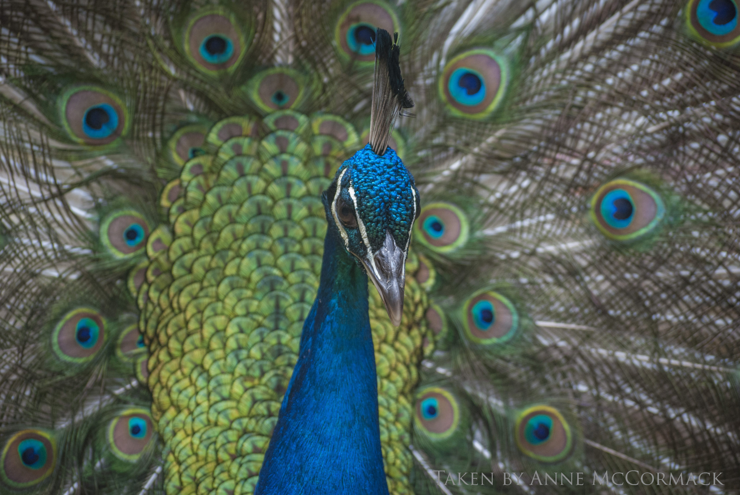 Peacock Dreaming